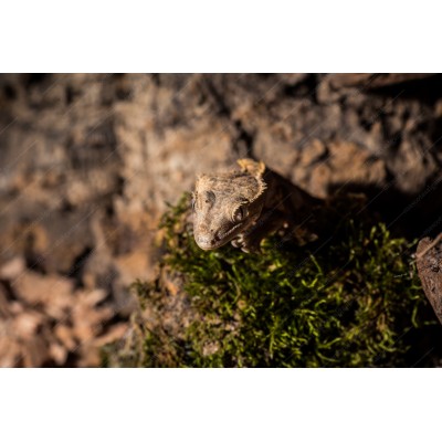 Gecko Crestado - Correlophus ciliatus (Pequeños)